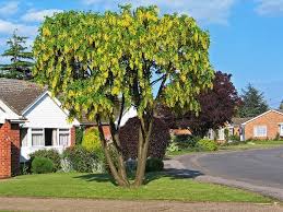 Image result for Laburnum