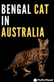 We've put together a list of faqs and some need to. How Much Is A Bengal Cat In Australia Bengal Cat Price Bengal Cat Bengal Cat Cost