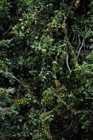 Image result for Agelaea pentagyna