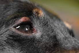 What can cause dog's eyes to be swollen? Symptoms Of Conjunctivitis In Dogs Memphis Veterinary Specialists Emergency Cordova Oncology For Pets