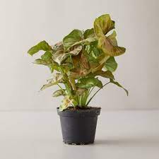 Syngonium (arrow head plant) care & info | indoor plants. Arrowhead Plant Syngonium Podophyllum Pictures Care Tips