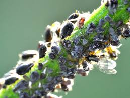 Image result for BLACKFLY ON TOMATO PLANTS