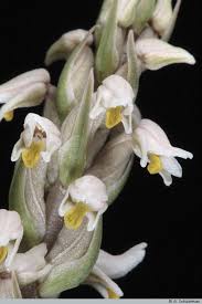 Image result for Zeuxine elongata