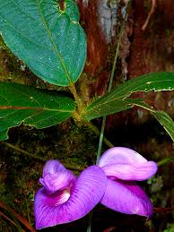 Image result for Centrosema pubescens