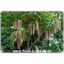 Image result for Macadamia aff. integrifolia