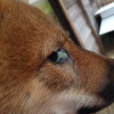 5 Types Of Dog Eye Discharge And What They Mean Dog Eyes Dogs Types Of Dogs