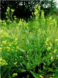 Image result for Sisymbrium burchellii