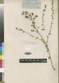 Image result for Wahlenbergia krebsii