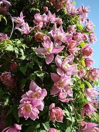 We did not find results for: Markham S Pink Clematis Karhot Perennat Kukat