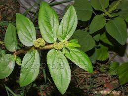 Image result for Euphorbia dawei