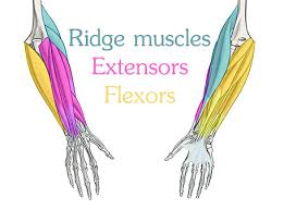 Musculature of the cervical spine. How To Draw Forearms Arm Anatomy For Artists Proko