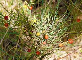 Image result for Osyris