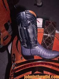 Alligator For Sale | Reptiles For Sale