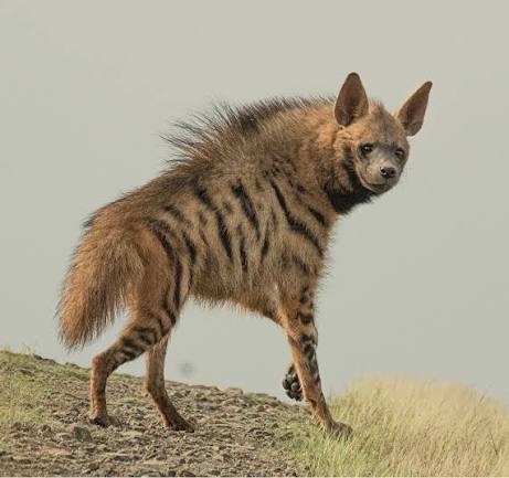 Striped hyena - Bharatpedia