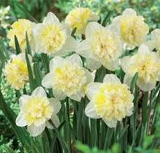 Daffodil Ice King Daffodils Pictures Of Daffodils Ice King