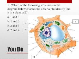 Check spelling or type a new query. Sc 912 L 14 3 Compare And Contrast The General Structures Of Plant And Animal Cells Compare And Contrast The General Structures Of Prokaryotic And Eukaryotic Ppt Download