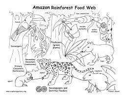 The food web starts with producers. Amazon Rainforest Food Web