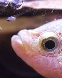 Daddy Betta Fish Meets His Baby Really Cute Scene In This Video After Betta Fish Breeding The Family Meeting In The Tank Fish Breeding Betta Fish Betta