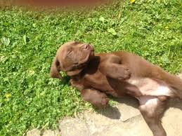 Chocolate lab or golden retriever mixes are a great way to get your kids involved in the best possible way. Chocolate Labrador Wallpaper 1280x960 58216