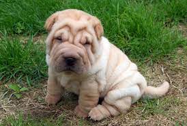 Look at pictures of shar pei puppies who need a home. Shar Pei Info Temperament Puppies Pictures