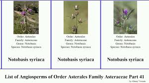 Image result for Nolletia arenosa