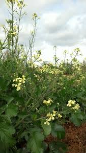 Here you may to know how to plant mustard greens. Wild Mustard Greens Are Mother Nature S Christmas Present Al Com