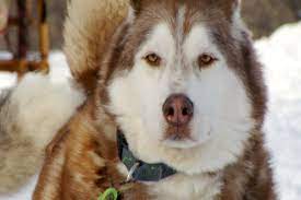 No place like home rescue of michigan: Second Chance Mushers Northern Michigan Husky Rescue 9 10 News