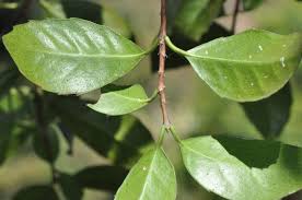 Image result for Elaeodendron croceum