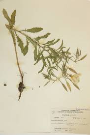 Image result for Onagraceae