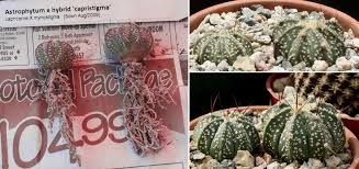 Knowing how often you should water your cactus is essential as it helps the plant thrive. A Small Collection 2015 And Beyond Page 38 Cactiguide Com