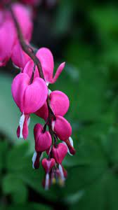 720x1280 Wallpaper Pink Flowers Bloom Bleeding Heart Purple Flowers Wallpaper Bleeding Heart Live Wallpaper Iphone