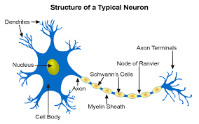 Seer Training Nerve Tissue