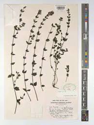 Image result for Justicia protracta