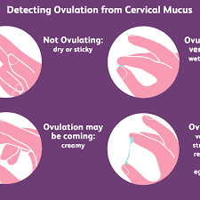 When does ovulation occur in your cycle? How To Check Your Cervical Mucus And Detect Ovulation