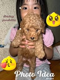 19 ide Giant Poodles teratas di 2025