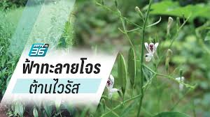 ฟ้าทะลายโจรสกัดแคปซูล ตรา ทิปโก้ มีปริมาณสารแอนโดรกราโฟไลด์เข้มข้น 20 มิลลิกรัม. à¸­à¸  à¸¢à¸  à¹€à¸šà¸¨à¸£ à¹à¸™à¸° à¸Ÿ à¸²à¸—à¸°à¸¥à¸²à¸¢à¹‚à¸ˆà¸£ à¸—à¸²à¸‡à¹€à¸¥ à¸­à¸ à¸• à¸²à¸™à¹„à¸§à¸£ à¸ª Pptvhd36
