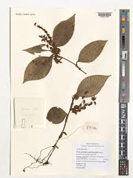 Image result for Polyspatha