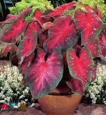 Cara Merawat Bunga Keladi Tanaman Tanaman Indoor Tanaman Pot
