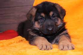 Puppies For Sale Near Me Find Your Puppy Vip Puppies Dog Breeds German Shepherd Puppies Cute German Shepherd Puppies