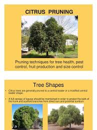 Check spelling or type a new query. Citrus Pruning Pruning Citrus