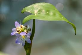 Image result for Monochoria