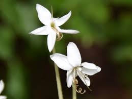 Image result for Hirpicium gracile