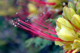 Image result for Erythrostemon