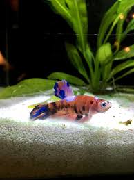 Photo courtesy of disneyshopping.comfinding nemo description: My New Boy Lazarus A Koi Nemo Betta Rescued Him From A Sad Cup Slowly Getting Healthier Sometimes He Just Likes To Scoot Along The Bottom Of His Tank Can Anyone Help