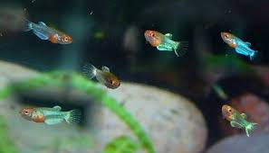 Betta Fry Are Kind Of Adorable Betta Fish Pet Fries