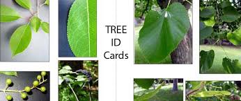 Leaf Tree Identification Cards Leaf Wisconsins K 12