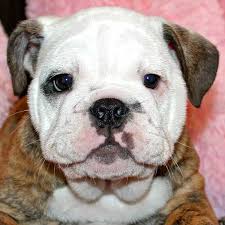 Florida pups offers english bulldog puppies for sale in florida and near areas. English Bulldog Puppy Heavenly Puppies