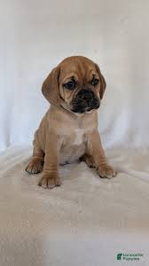 Image result for puggle