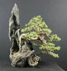 Bonsai Art Bonsai Tree Care Bonsai Garden Bonsai Plants Bonsai Trees Garden Water Fountains Belle Plante Mi Indoor Bonsai Tree Indoor Bonsai Bonsai Tree