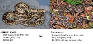 Can You Tell The Difference Between A Gopher Snake Rattlesnake Alpine Community Network Alpine Ca 91901 Snake Rattlesnake Gopher